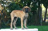 DOGUE ALLEMAND 894